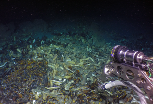 Apex SeaCam filming a bed of mussels